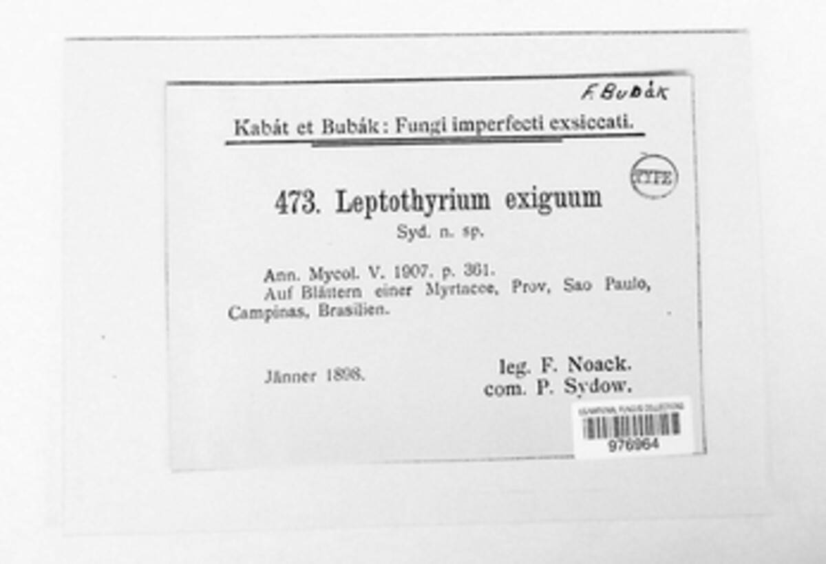 Leptothyrium exiguum image